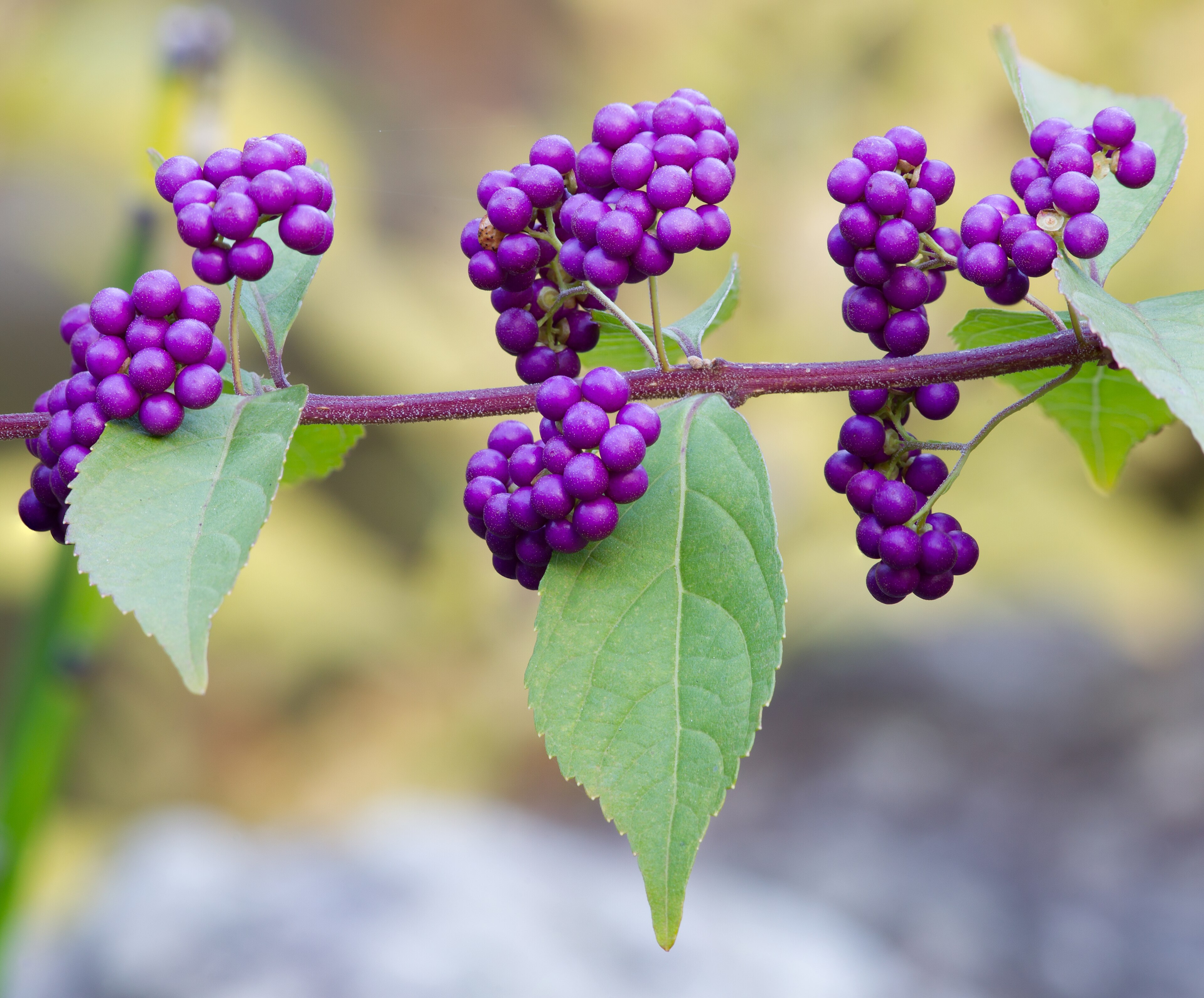 Early Amethyst Beautyberry