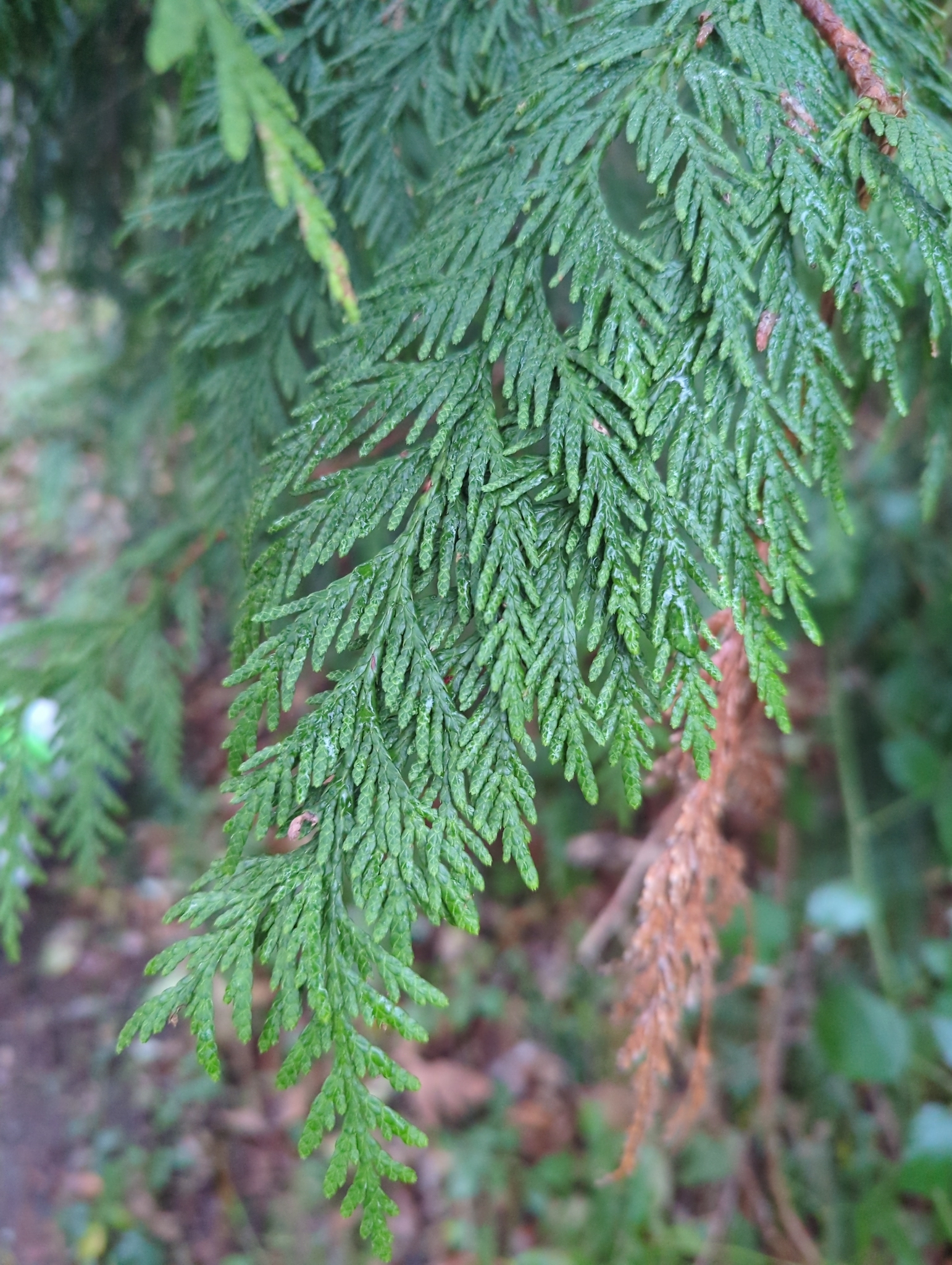 Arborvitae