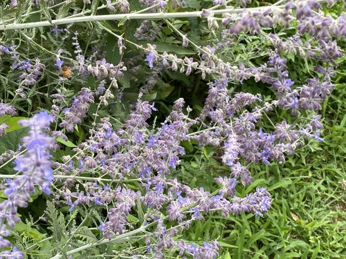 Russian Sage 'Blue Jean Baby'