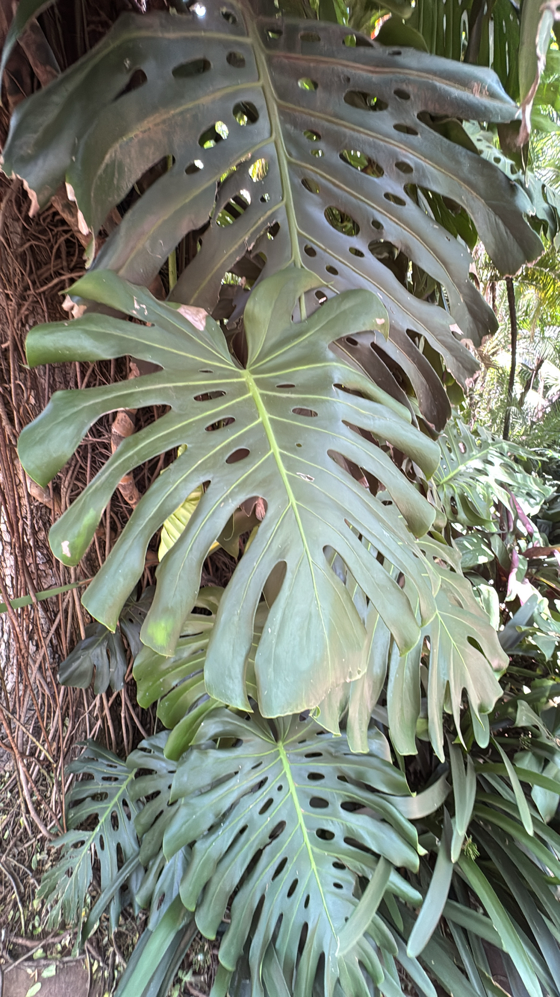 Swiss Cheese Plant