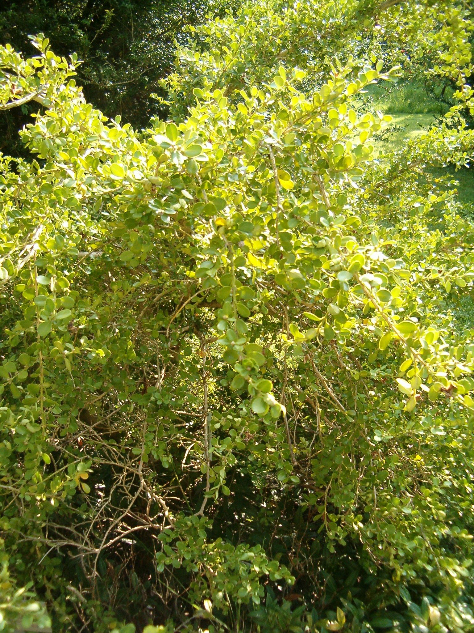 John Baldwin Boxwood