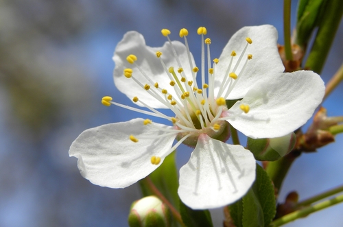 Foamy Bells 'Solar Eclipse'