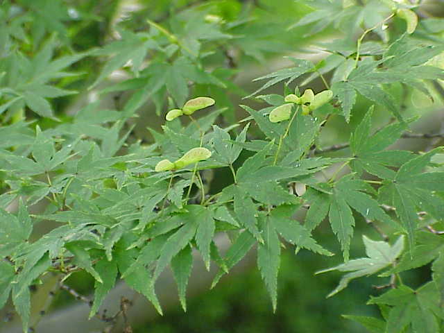 Lion's Mane Japanese Maple