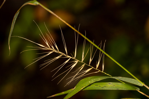 Bottlebrush Grass