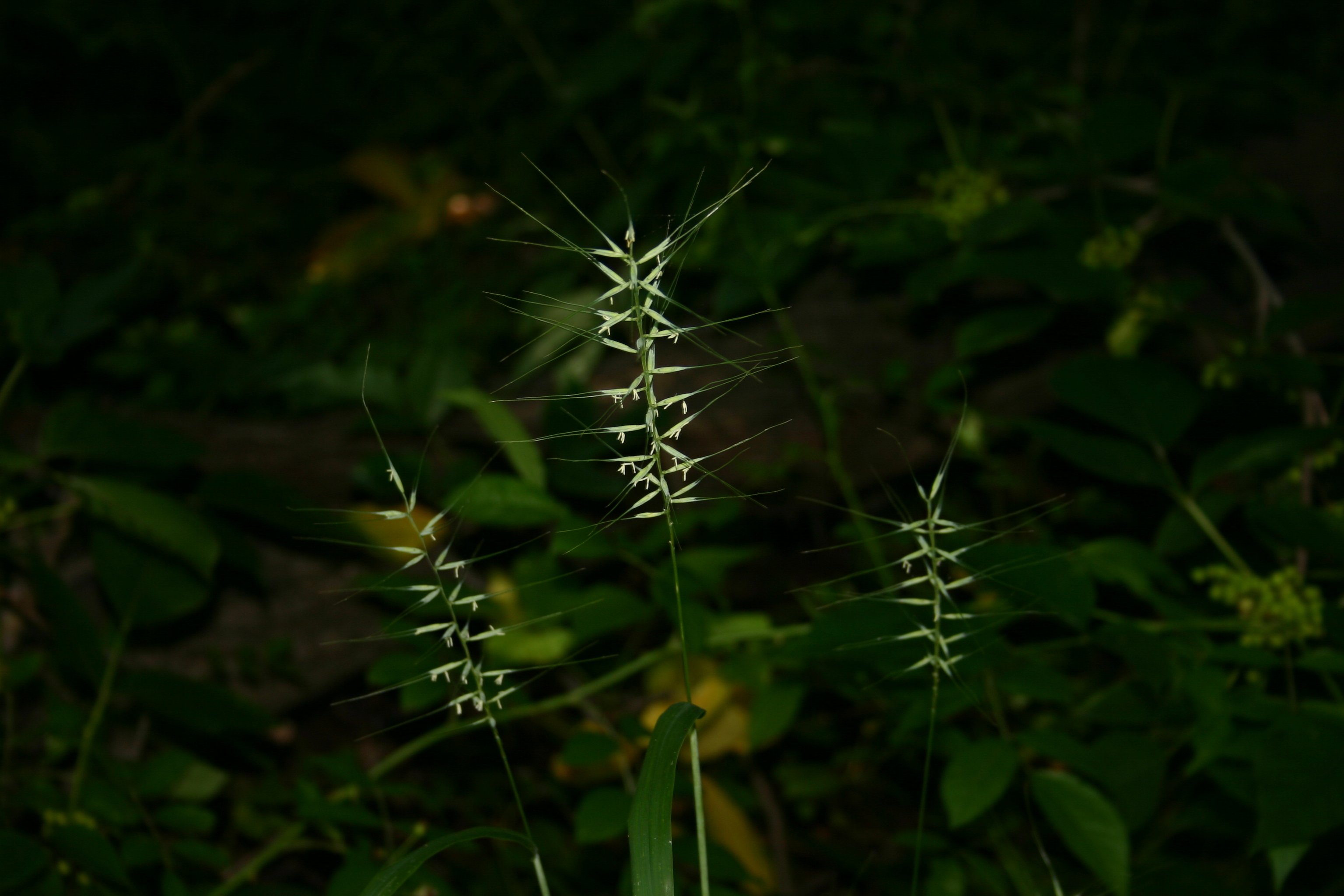Bottlebrush Grass
