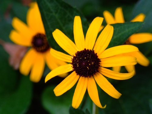 Black-Eyed Susan