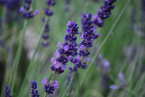 Hidcote English Lavender