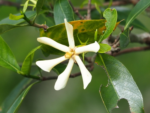 Frostproof Gardenia