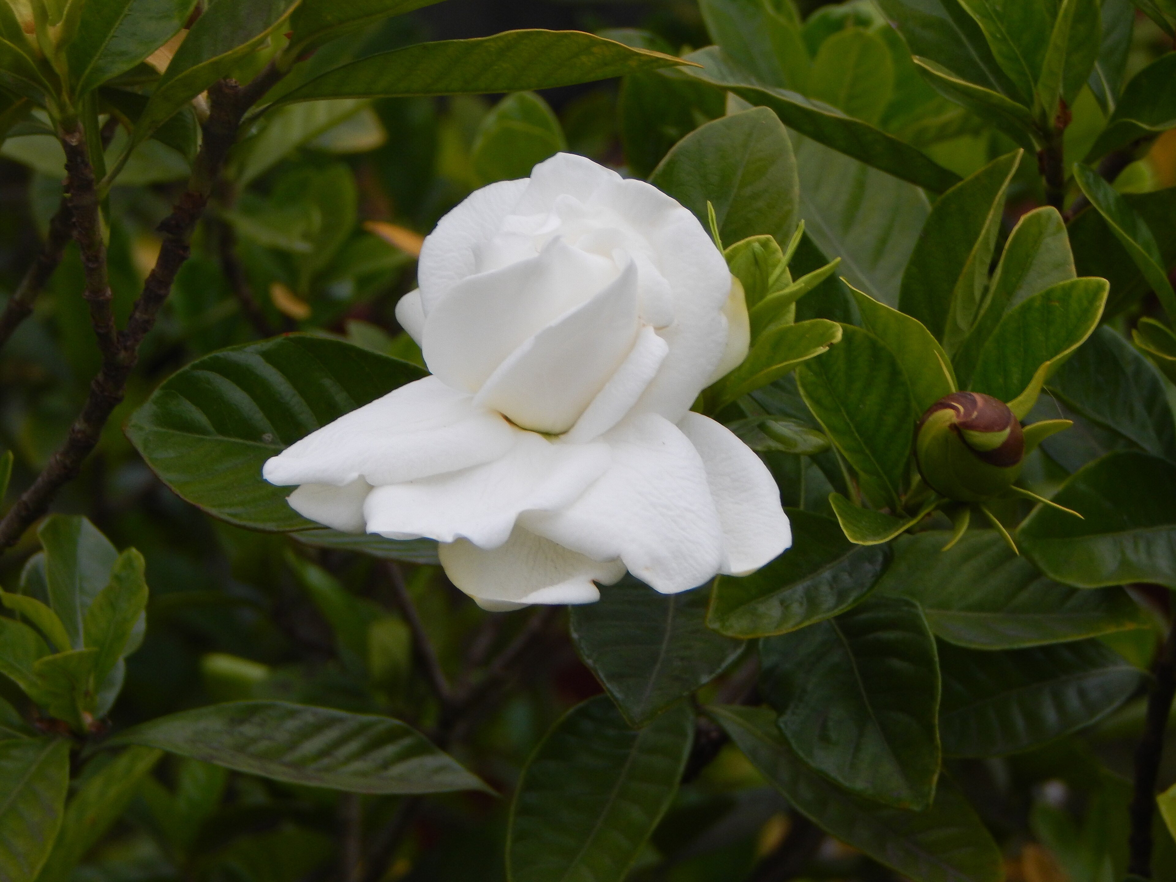 Frostproof Gardenia
