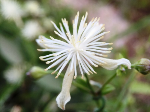 Clematis