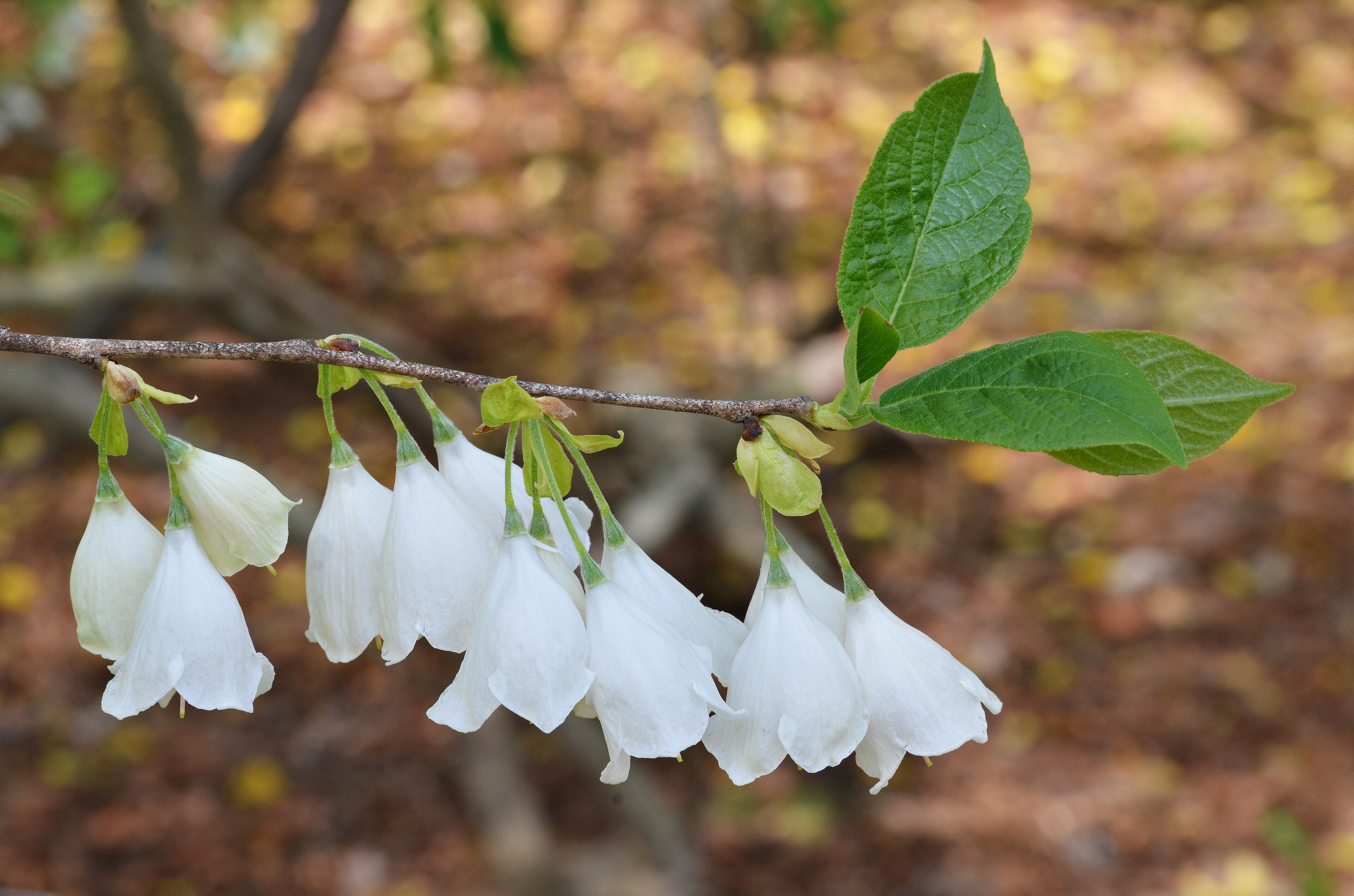 Silverbell