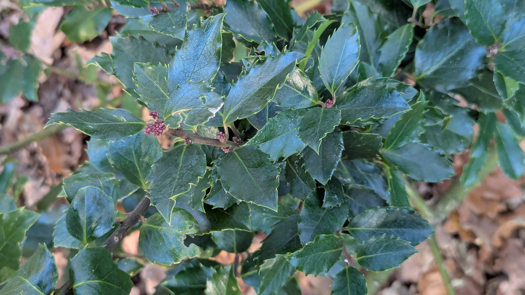 Proven Winners Blue Holly True