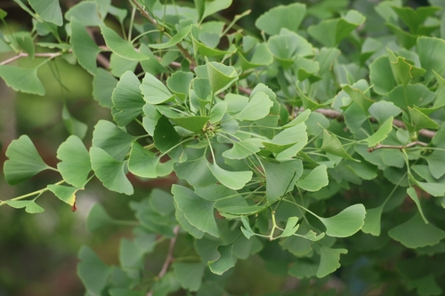Maidenhair Tree