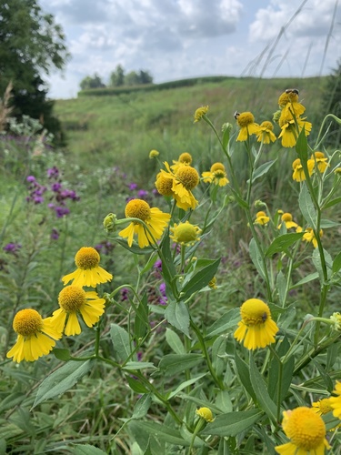 Sneezeweed Mariachi Salsa