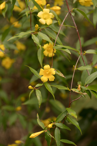 Carolina Jessamine
