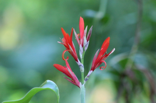 Canna Lily True
