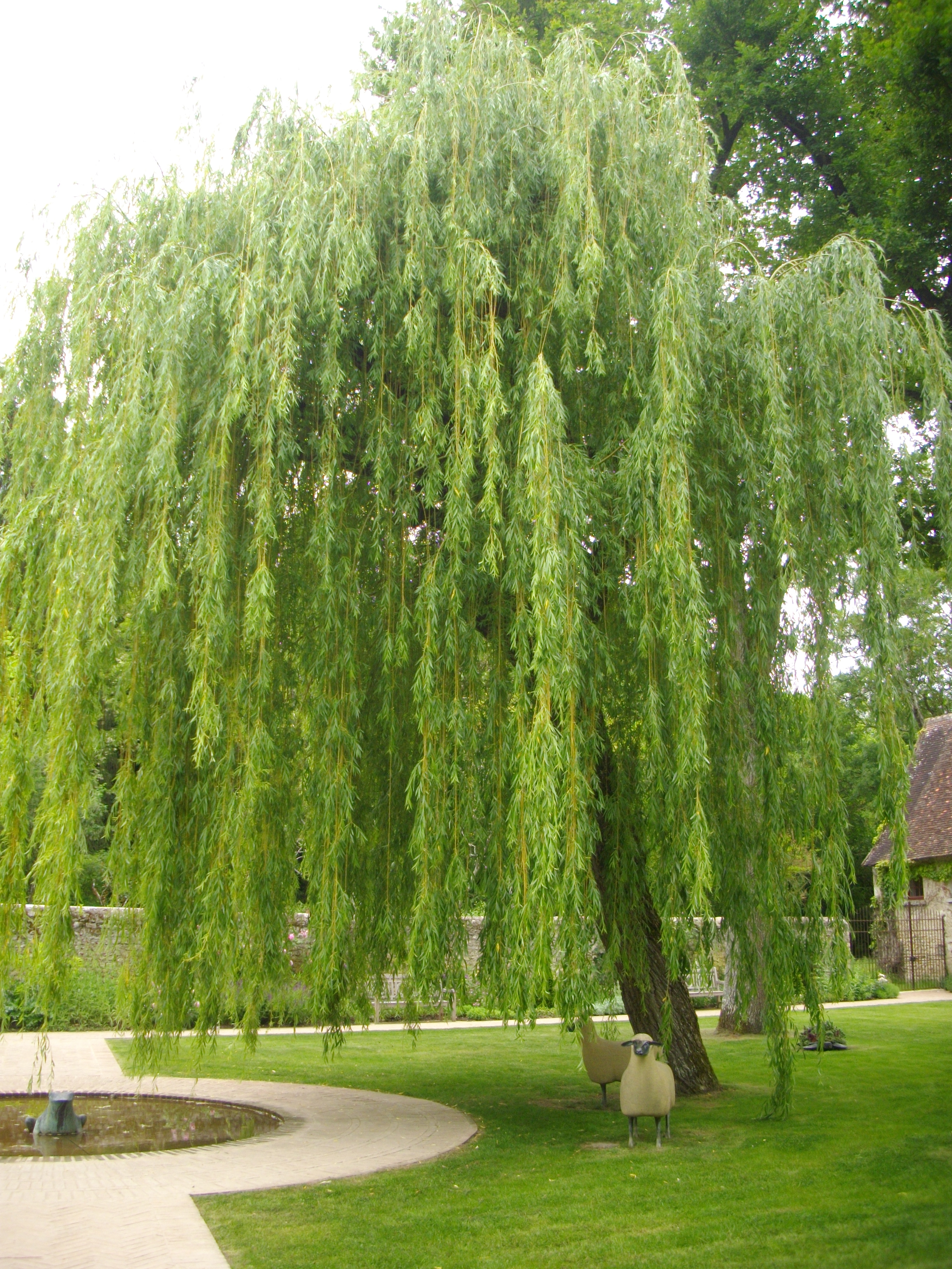 Chinese Willow
