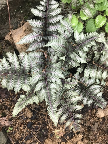 Japanese Painted Fern