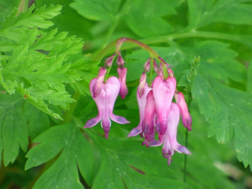 Bleeding Heart