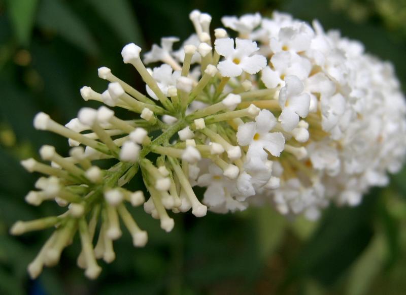 Proven Winners Butterfly Bush True