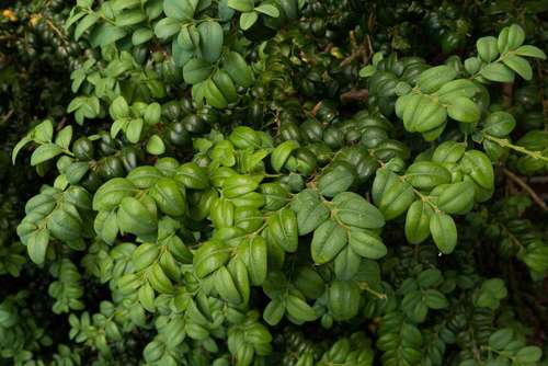 Green Gem Boxwood