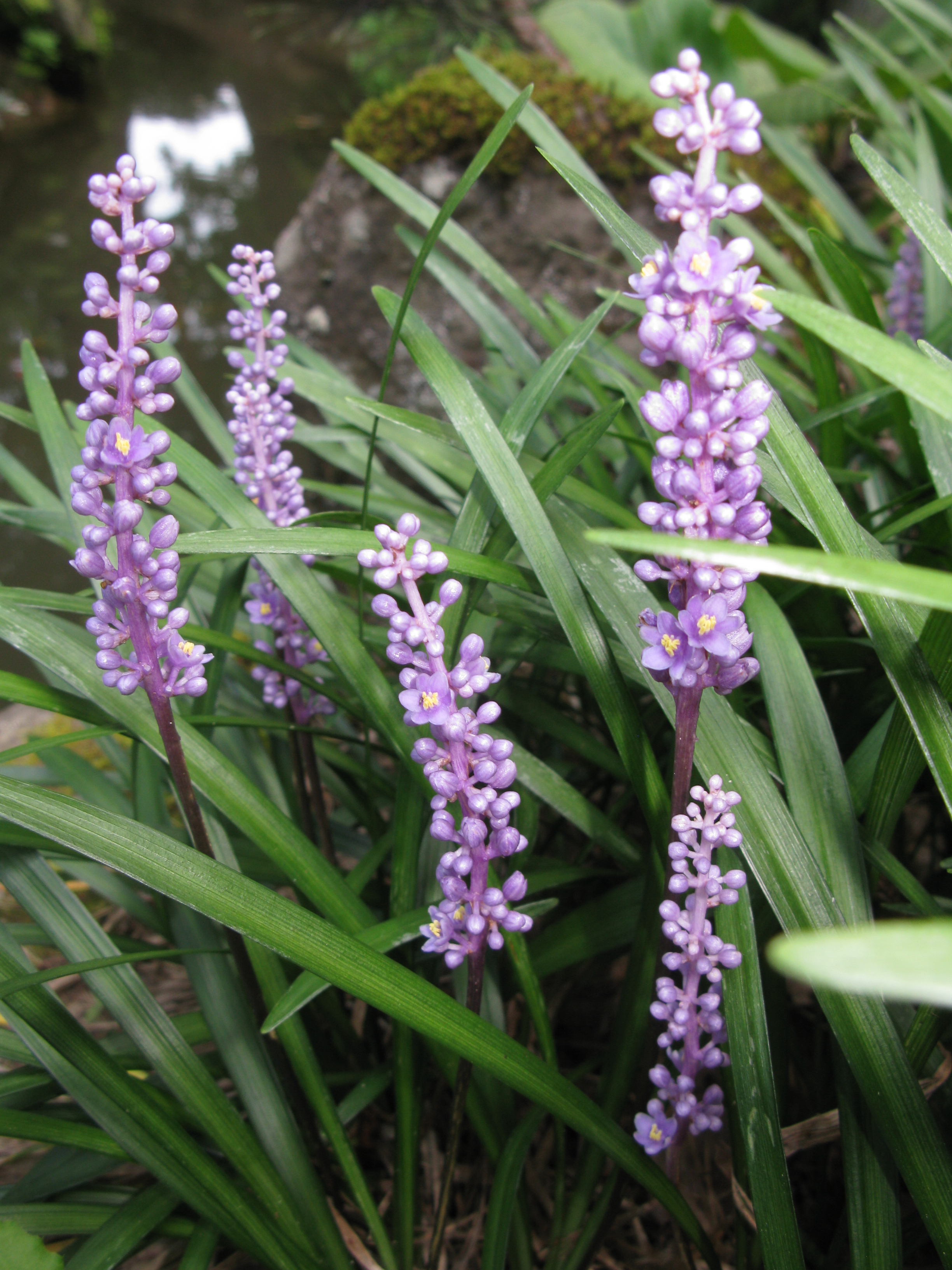Variegated Lilyturf