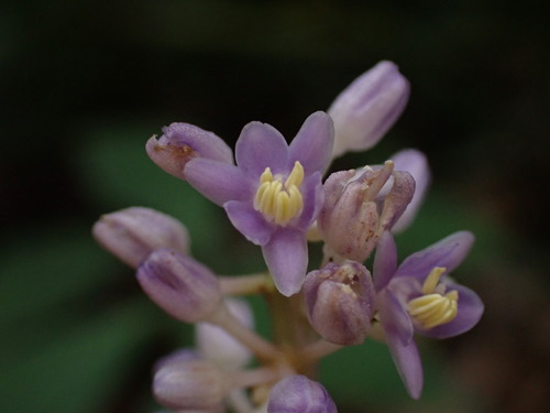 Variegated Lilyturf