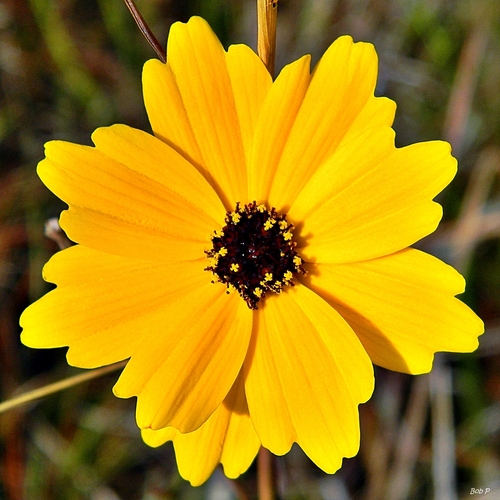 Tickseed