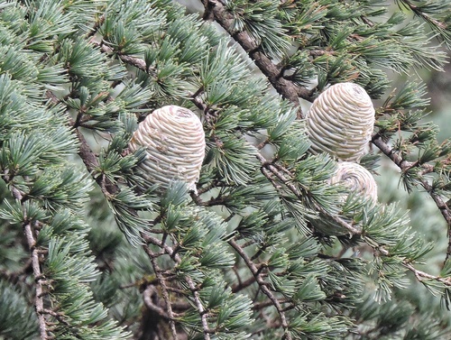 Deodar Cedar