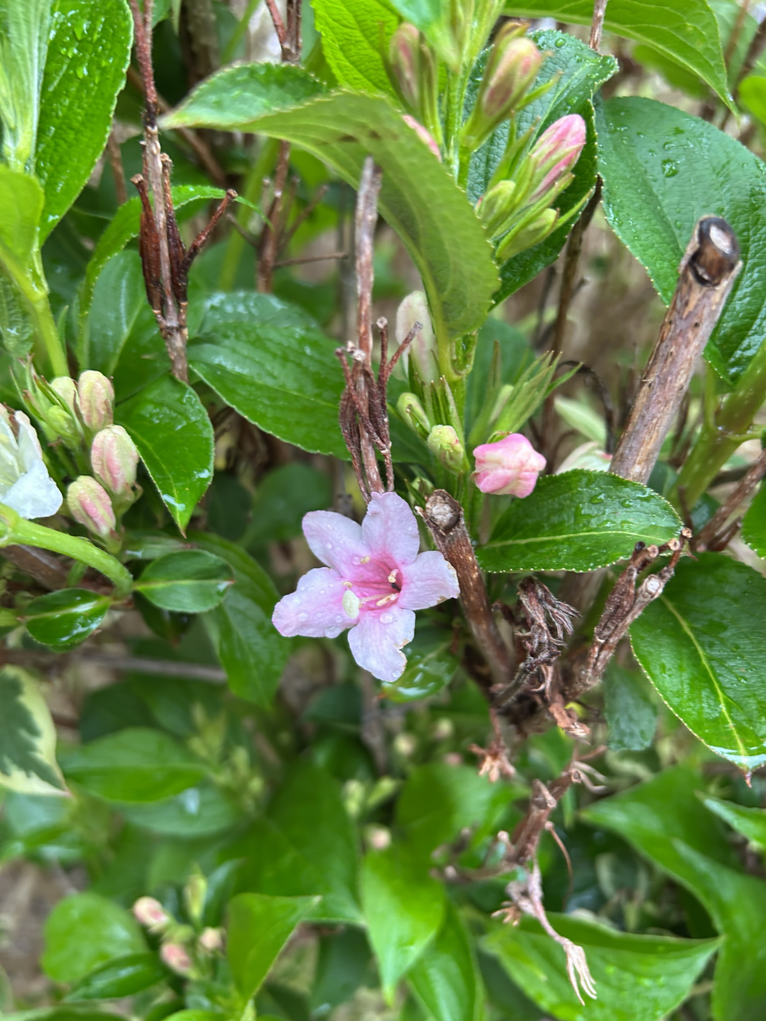 Sonic Bloom Pink Weigela