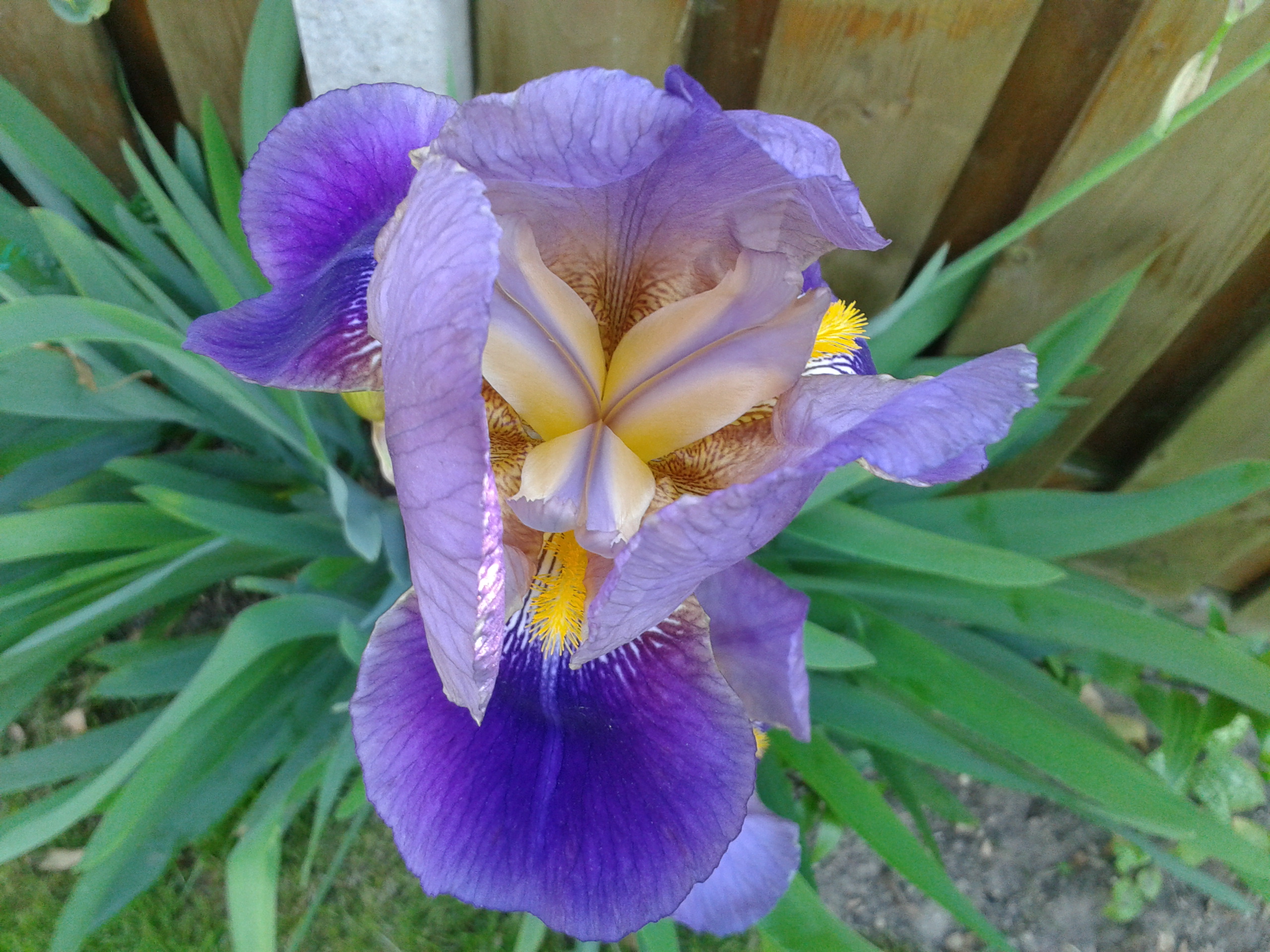 Tall Bearded Iris 'Edith Wolford'