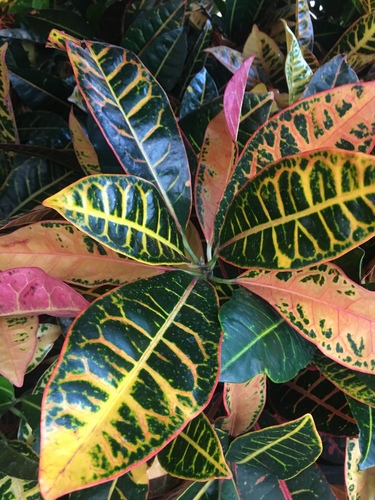 Croton Petra