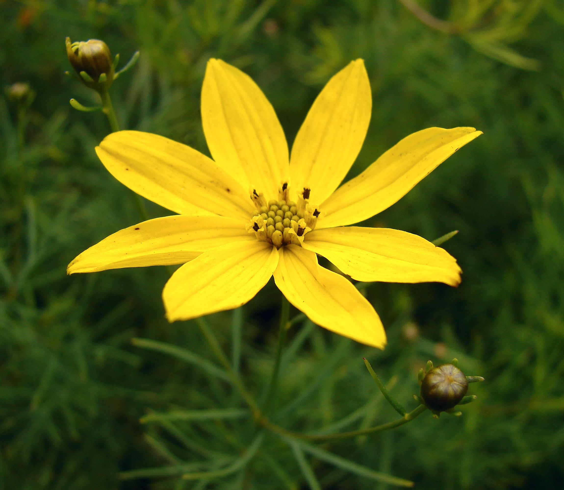 Threadleaf Tickseed 'Zagreb'