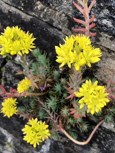 Angelina Stonecrop