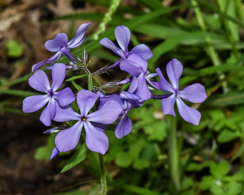 Blue Moon Phlox
