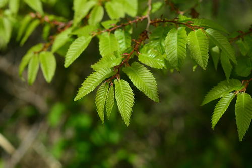 Green Vase Japanese Zelkova