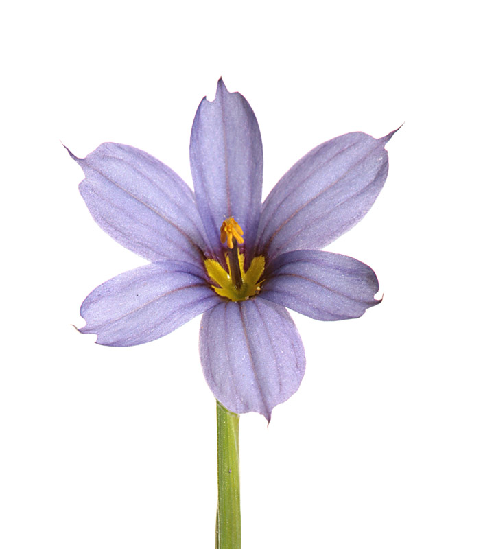 Blue-Eyed Grass (Lucerne)
