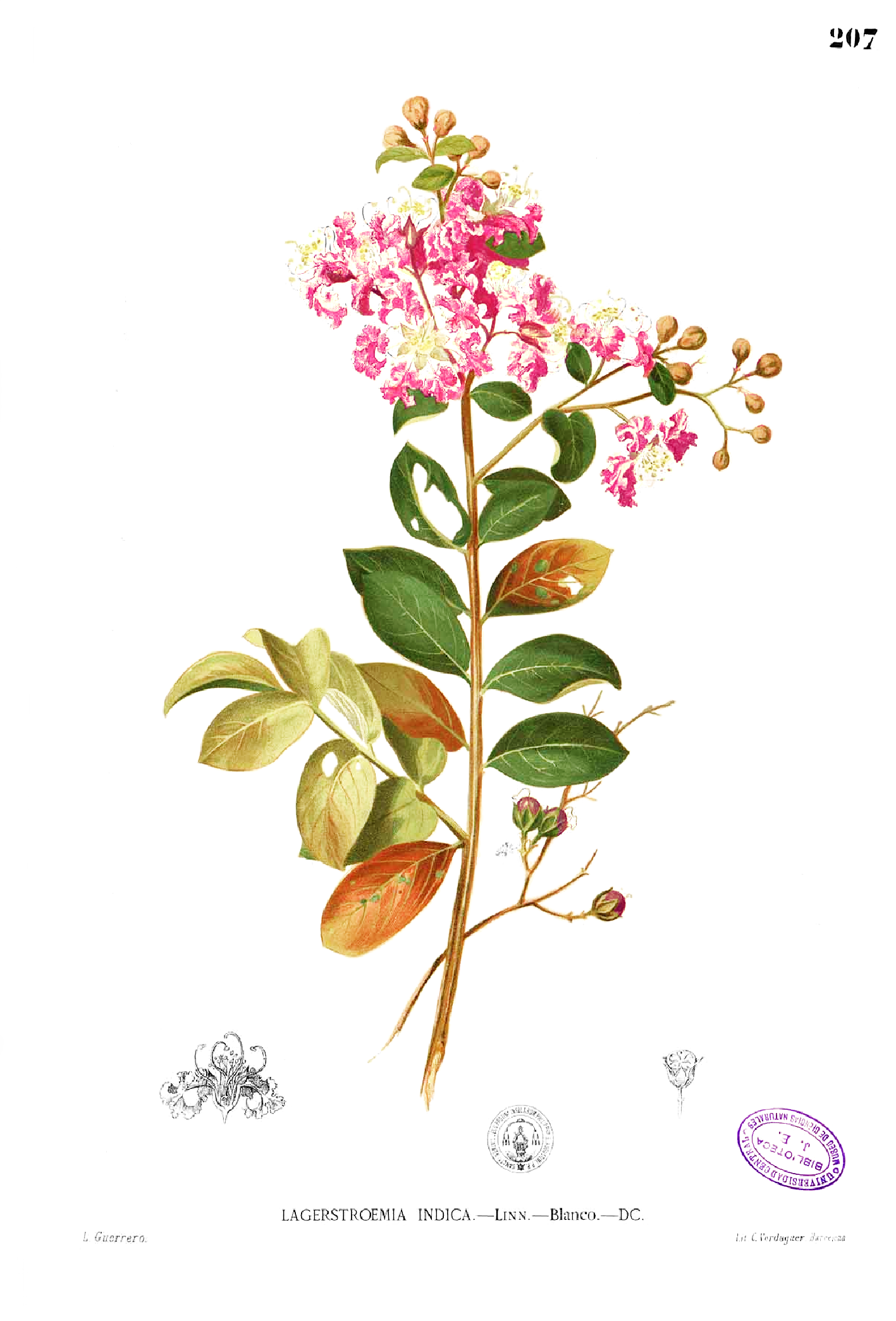 Crape Myrtle