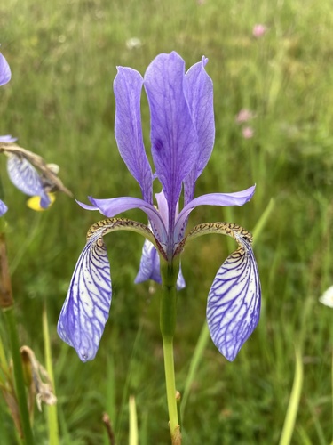 Siberian Iris