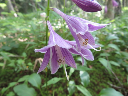 Plantain Lily