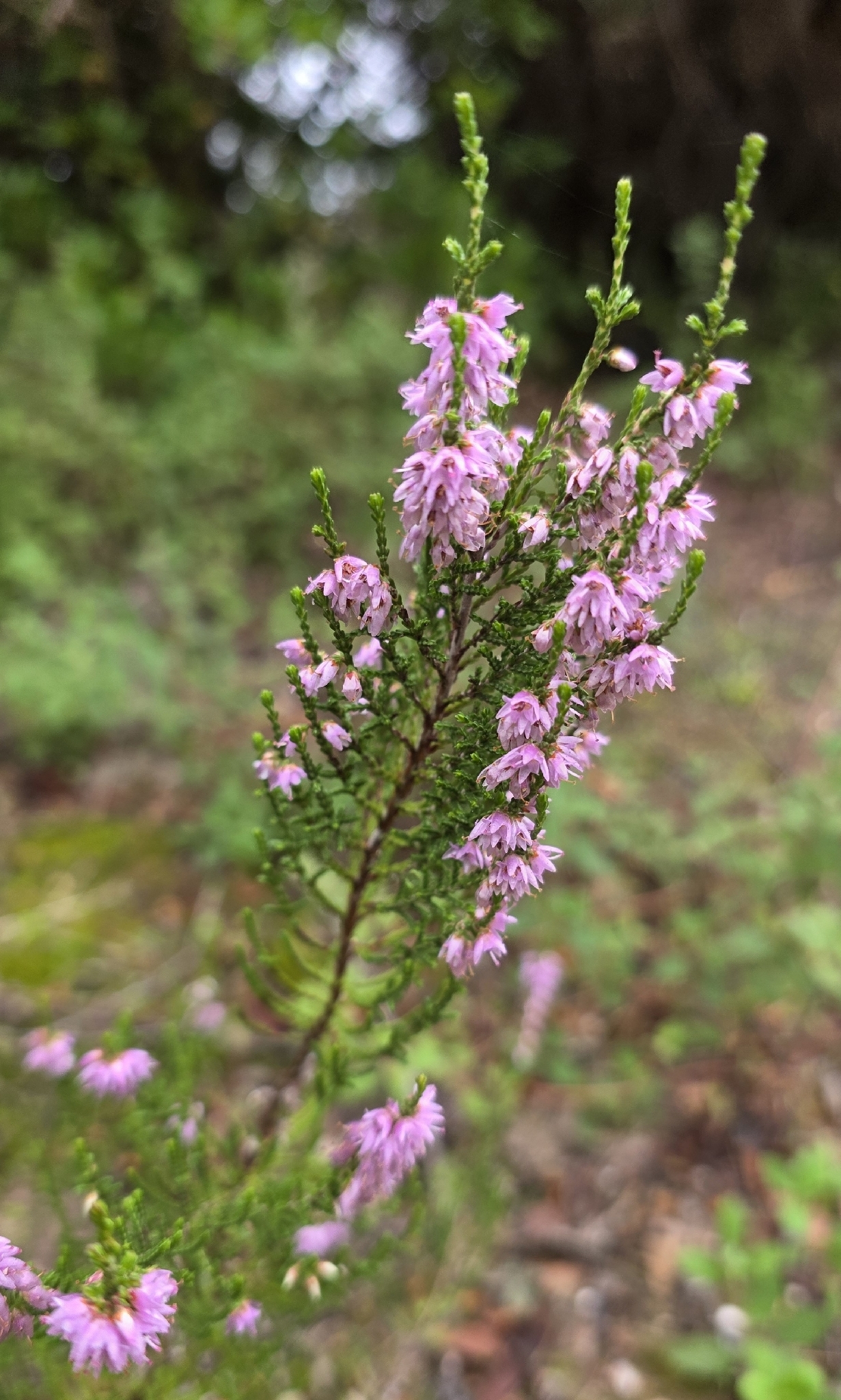 Winter Chocolate Heather