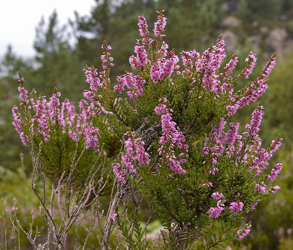 Winter Chocolate Heather