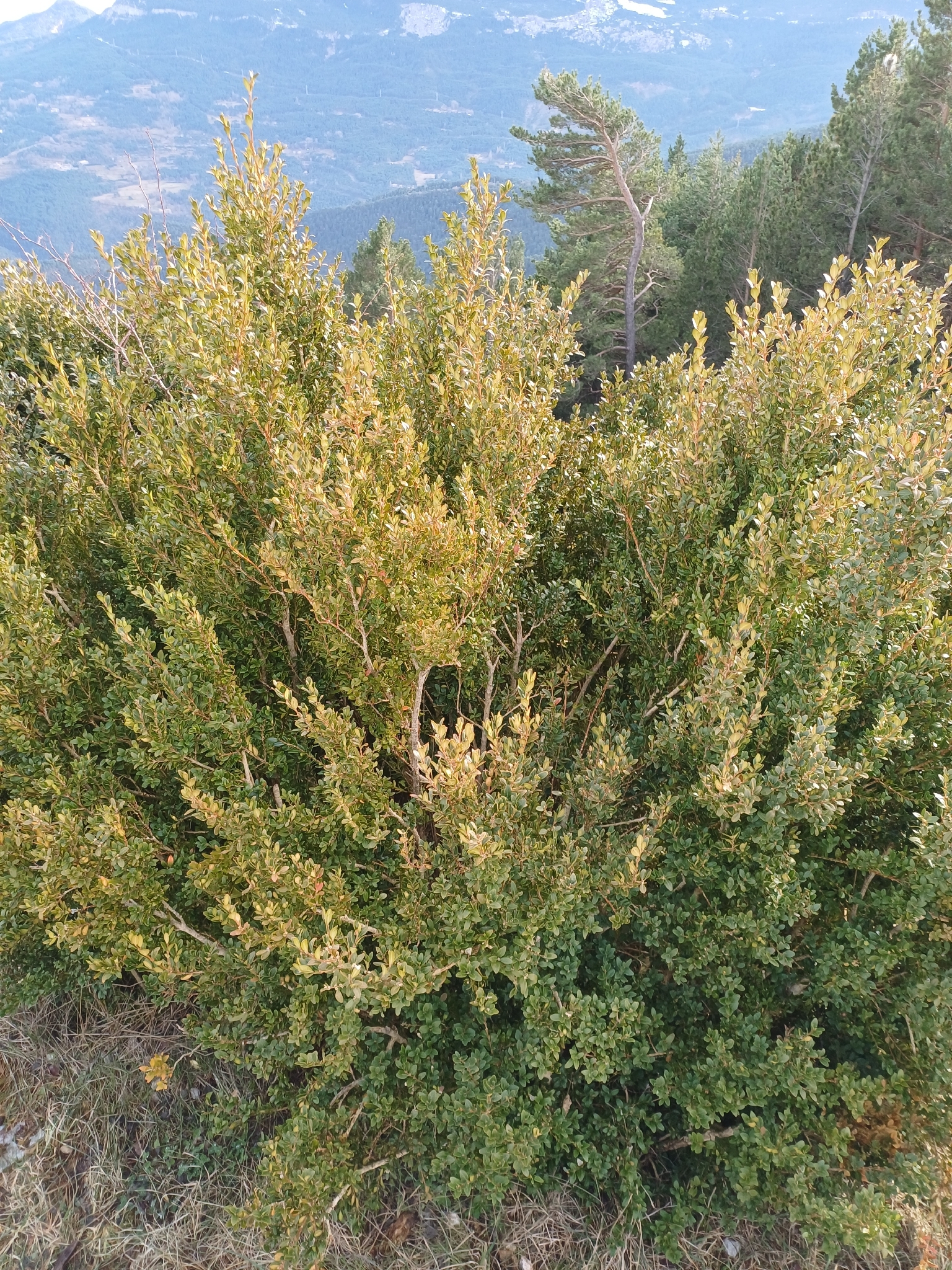 Boxwood
