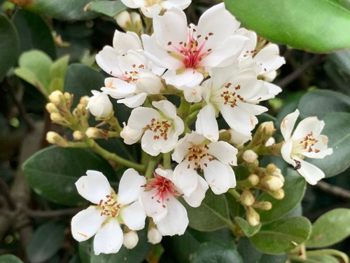 Indian Hawthorn 'Snowbank'