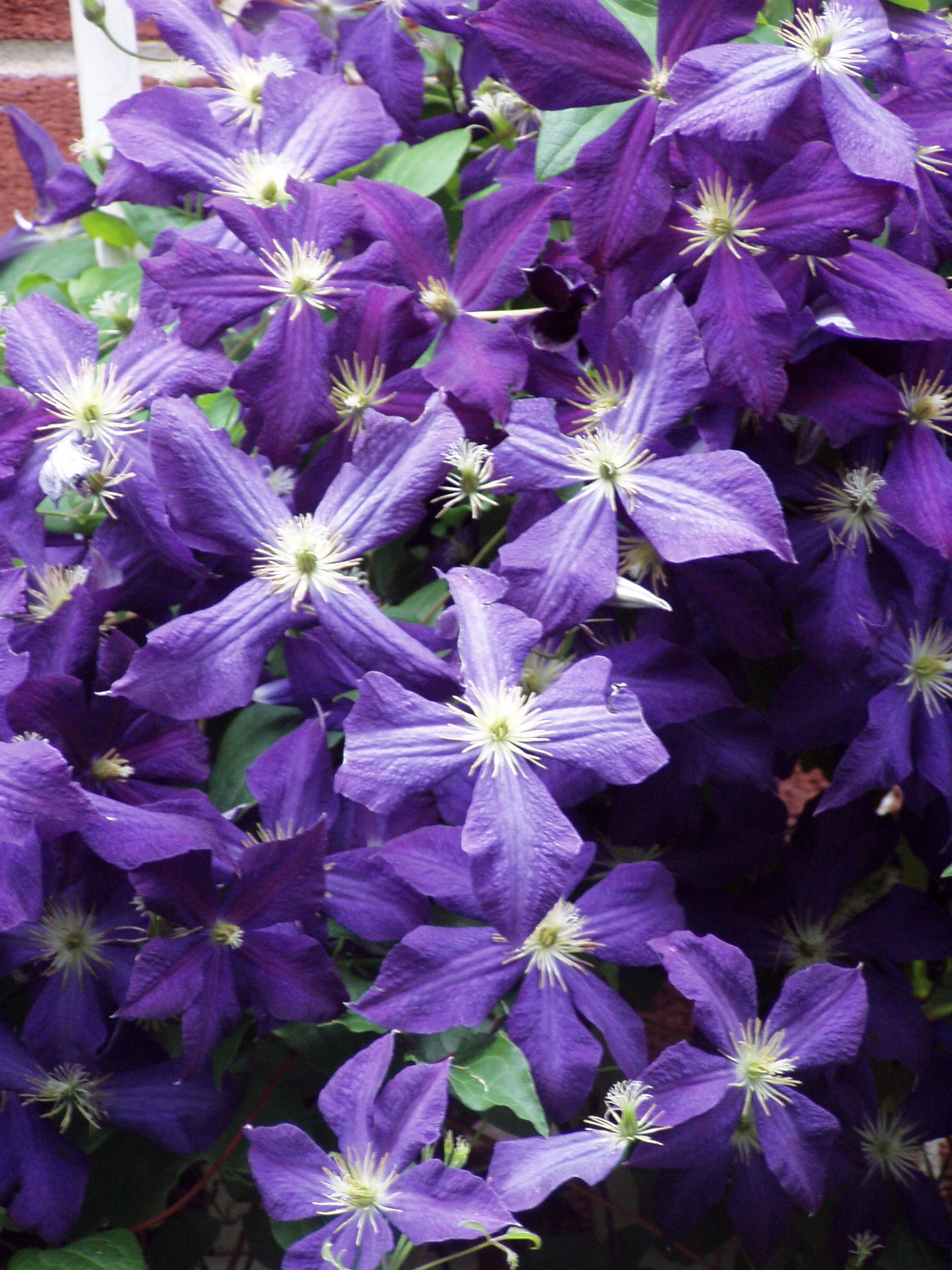 Jackmanii Clematis