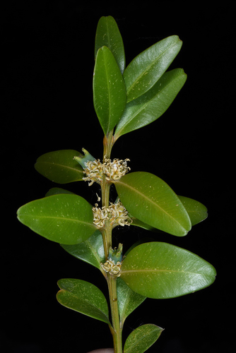 Boxwood