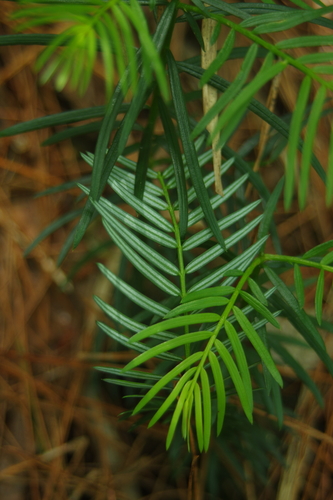 Japanese Plum Yew
