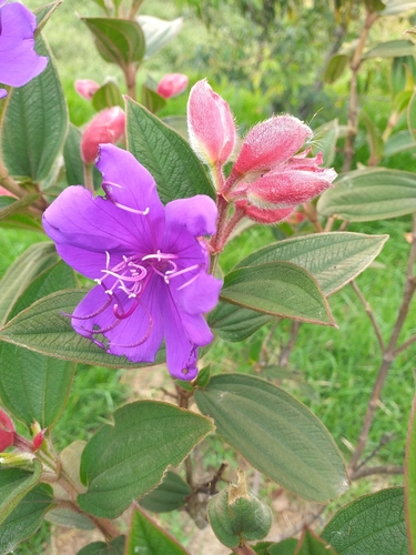 Princess Flower