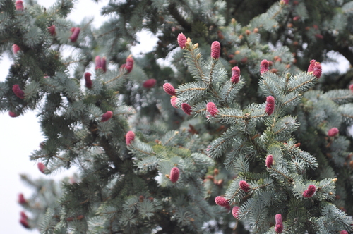 Blue Spruce