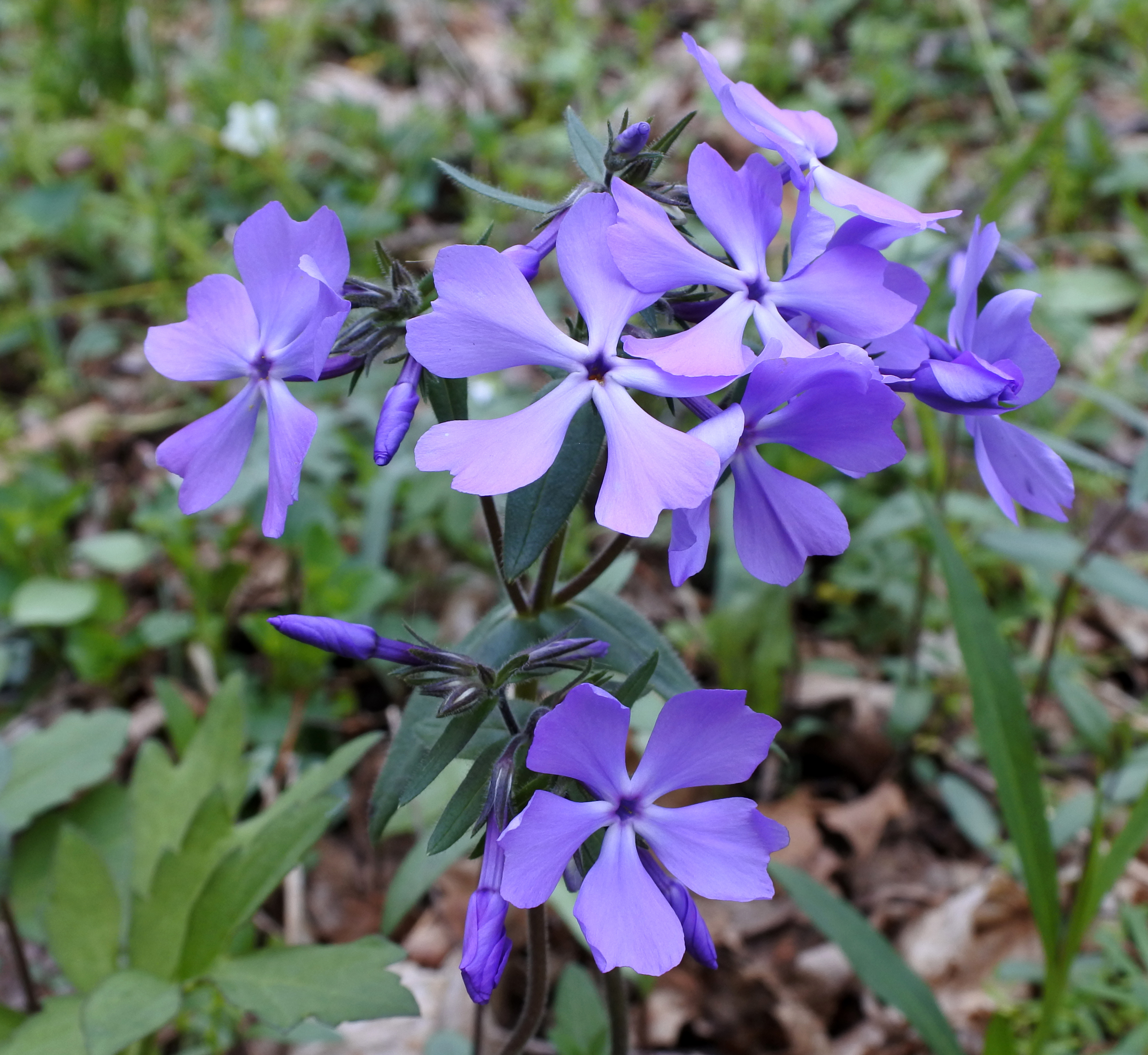 Wild Blue Phlox 'May Breeze'